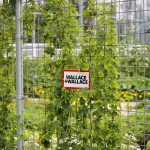 Welded Wire - Diversity Gardens